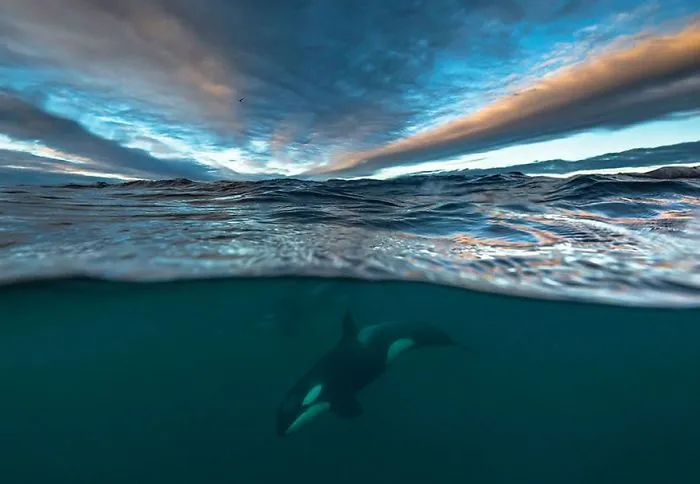 Biology Professor Photographs Arctic Whales And His Photos Will Take Your Breath Away (28 Pics)