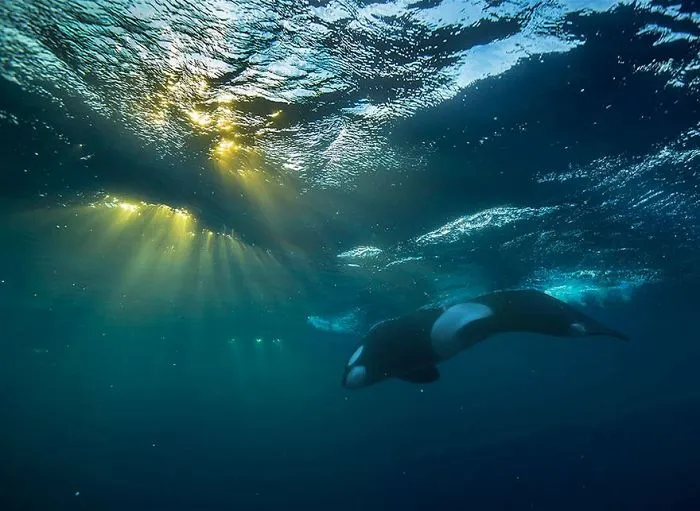 Biology Professor Photographs Arctic Whales And His Photos Will Take Your Breath Away (28 Pics)