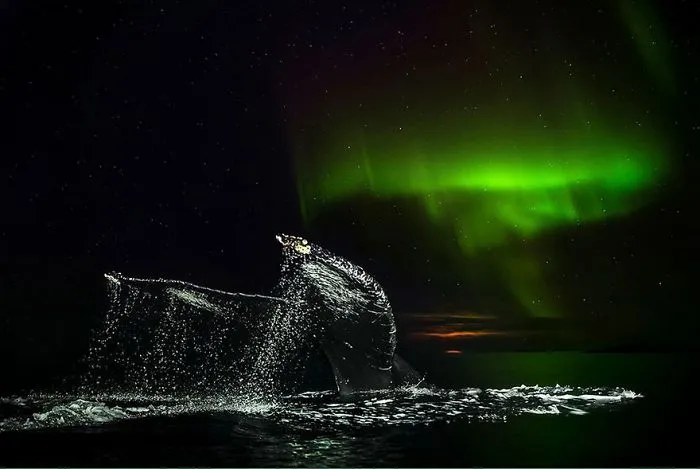 Biology Professor Photographs Arctic Whales And His Photos Will Take Your Breath Away (28 Pics)