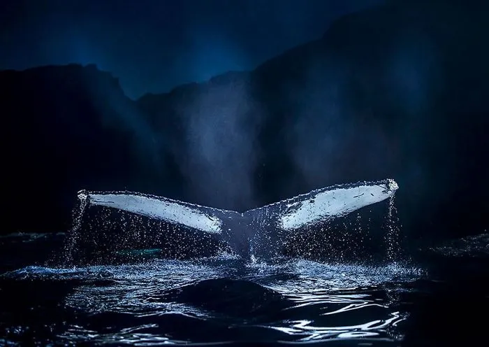 Biology Professor Photographs Arctic Whales And His Photos Will Take Your Breath Away (28 Pics)