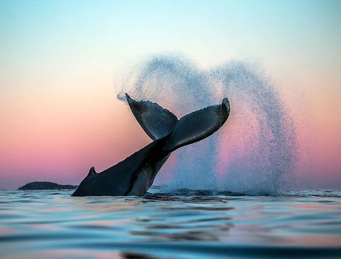 Biology Professor Photographs Arctic Whales And His Photos Will Take Your Breath Away (28 Pics)