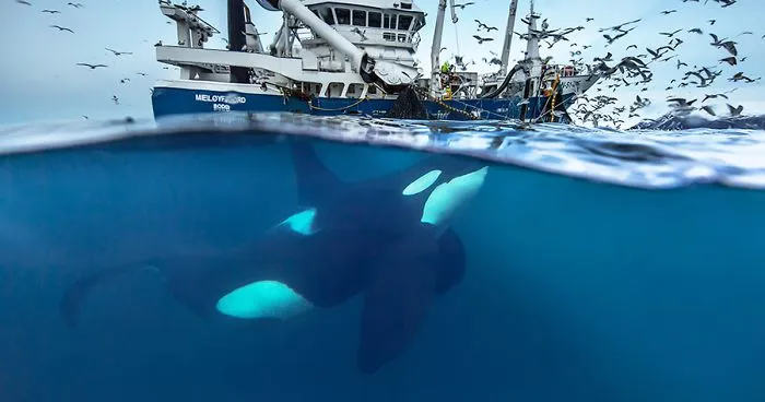 Biology Professor Photographs Arctic Whales And His Photos Will Take Your Breath Away (28 Pics)