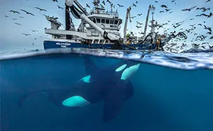 Biology Professor Photographs Arctic Whales And His Photos Will Take Your Breath Away (28 Pics)