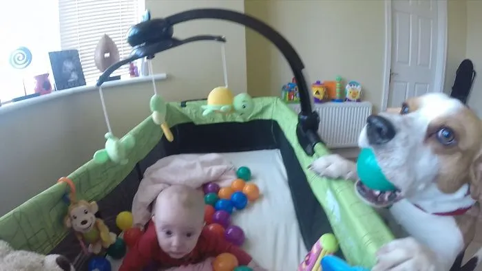 Cute And Funny Dog Turns This Little Baby's Crib Into A Ballpit