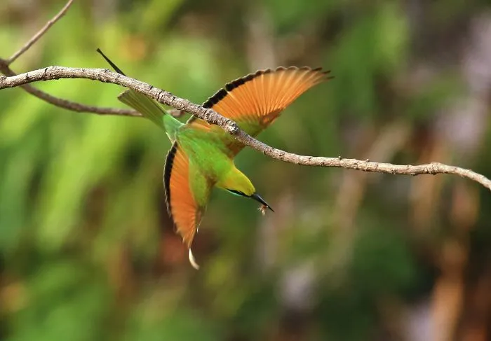 Birds In Action : Snaps From Backyard