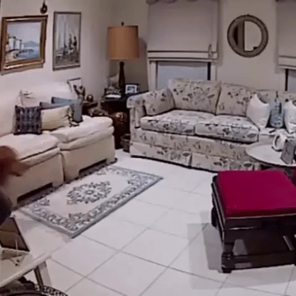 Bad Dogs Caught On Hidden Doggy Cam