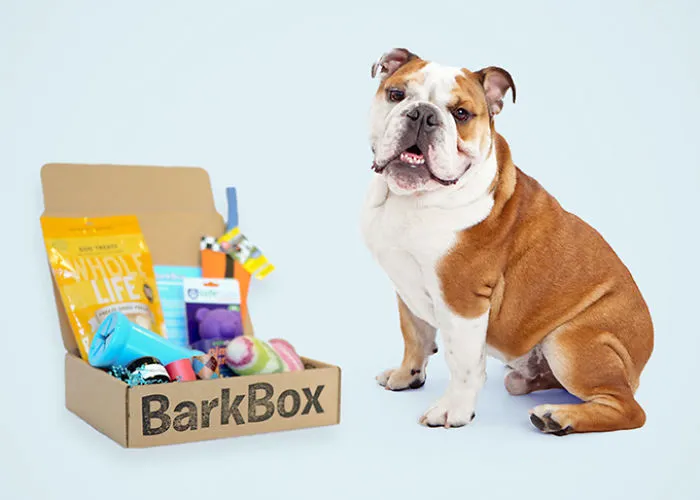 Best Pet Gifts This Christmas