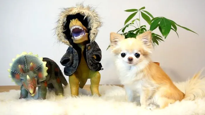 My Chihuahua's Mannequin Challenge