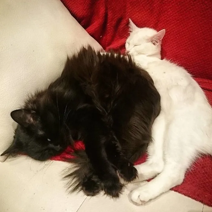 Fluffy Black And White Cats