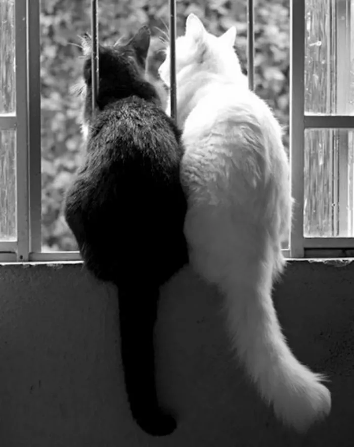 Black And White