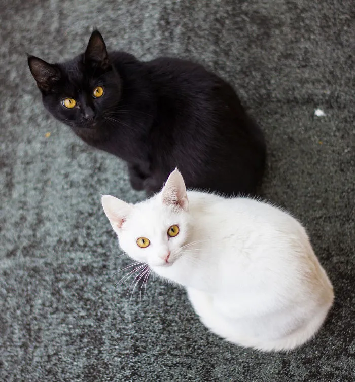 Yellow-Eyed Beauties