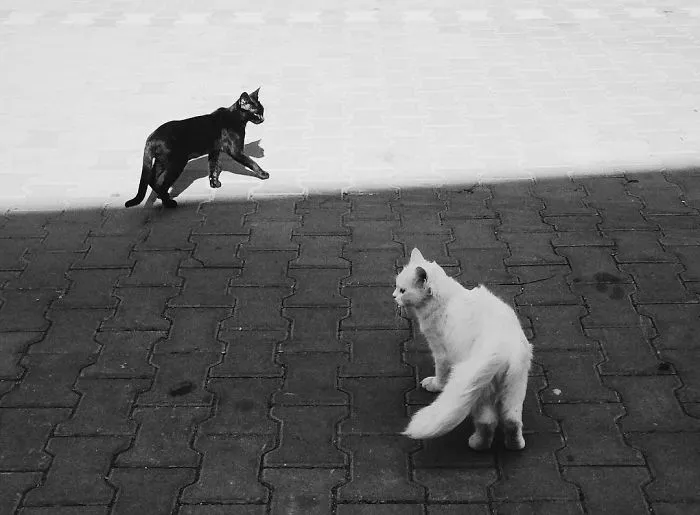 White Vs Black
