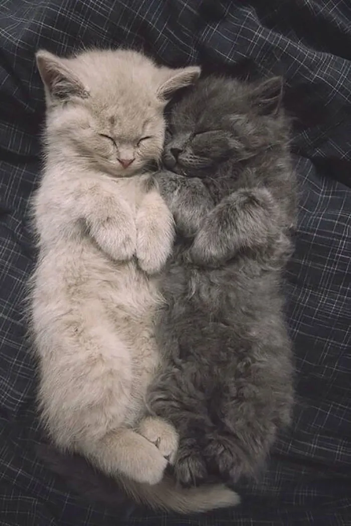 Adorable Sleeping Kittens