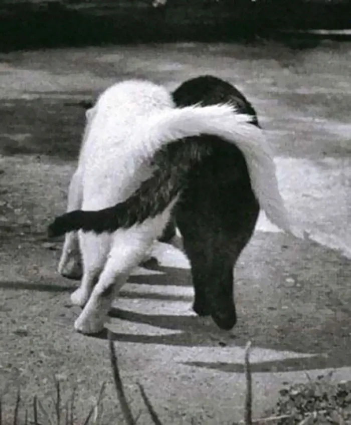 Buddies