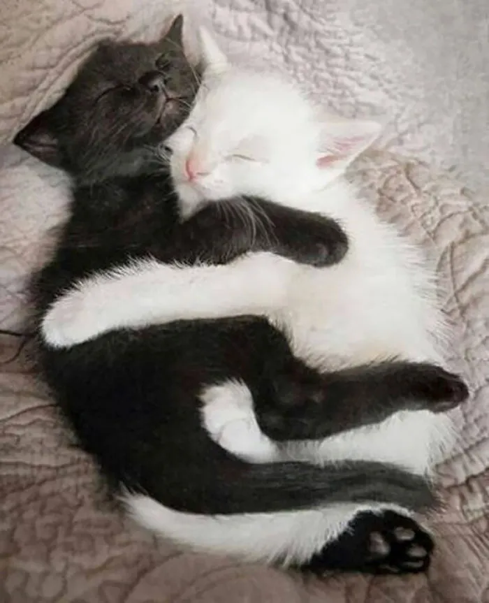 Cuddling Kittens