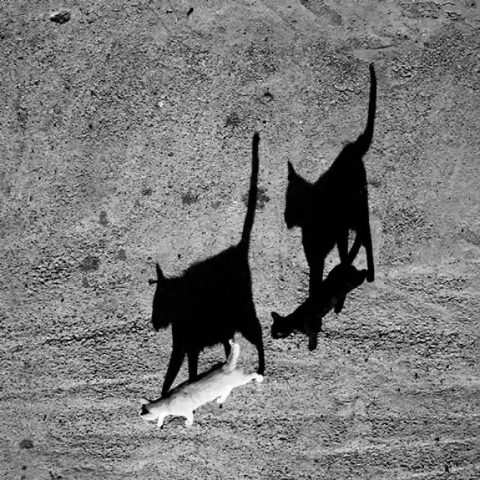 One White Cat And One Black Cat