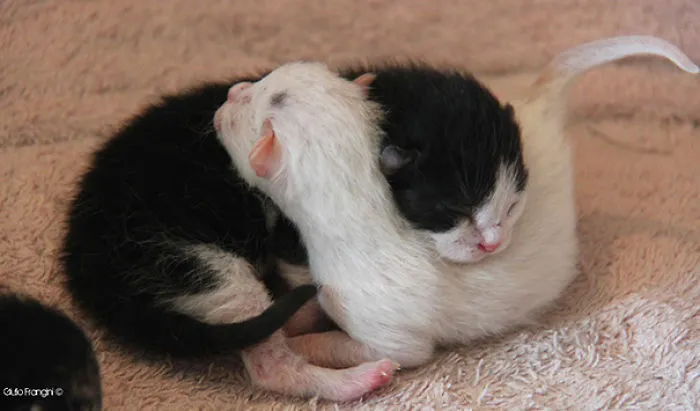 Cutest Yin And Yang