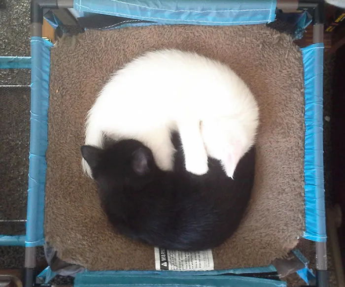 Yin-Yang Kitties