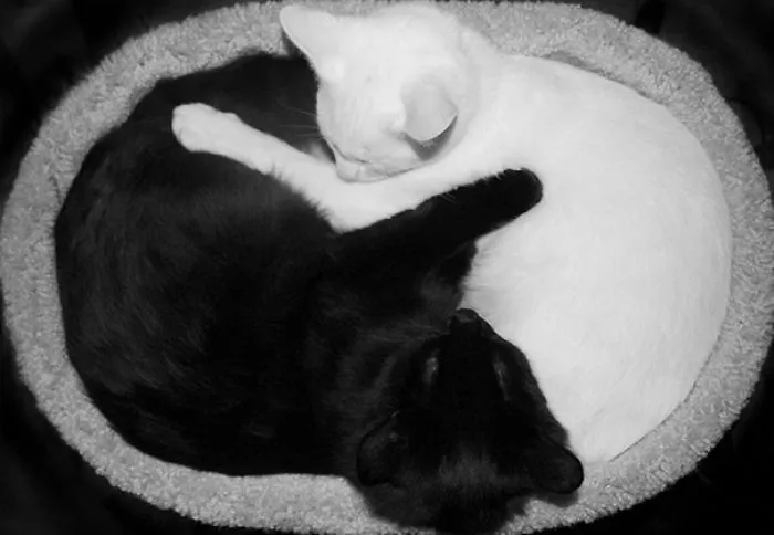 Toki And Doug