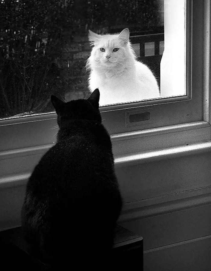 Paradoxical Mirror