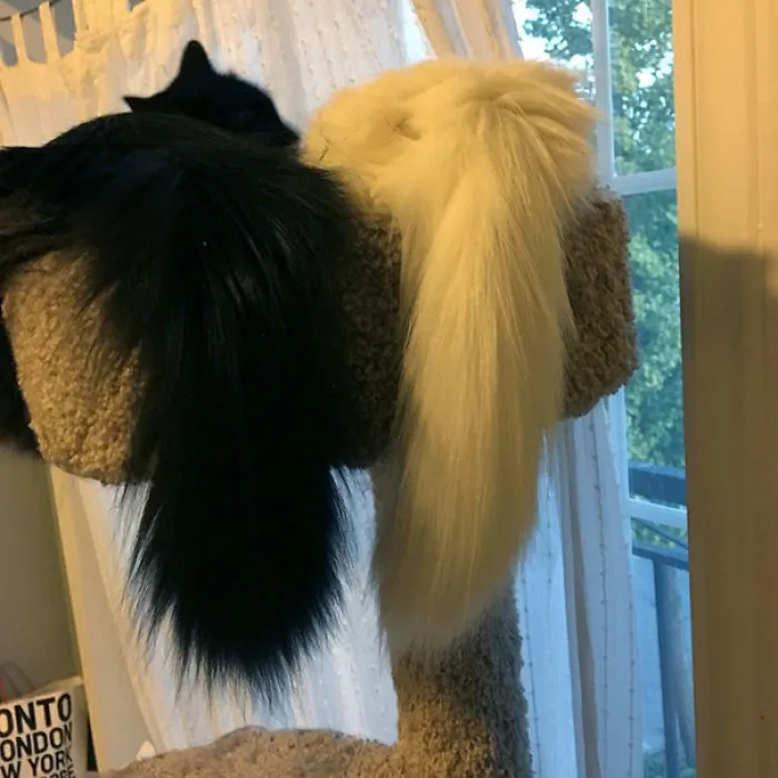 A Rare Snuggly Moment From My Yin And Yang Floofs