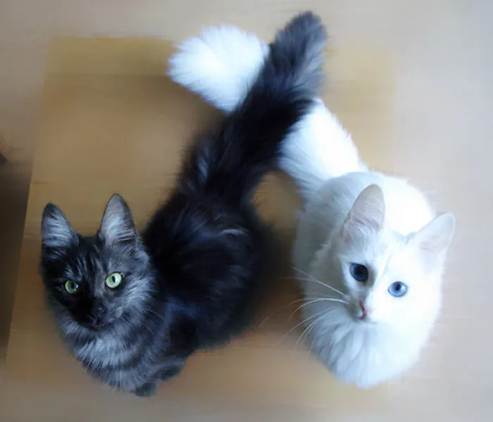 Yin And Yang