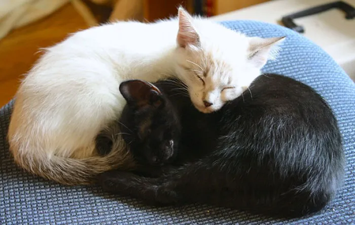 My Kittens Being Positively Adorable