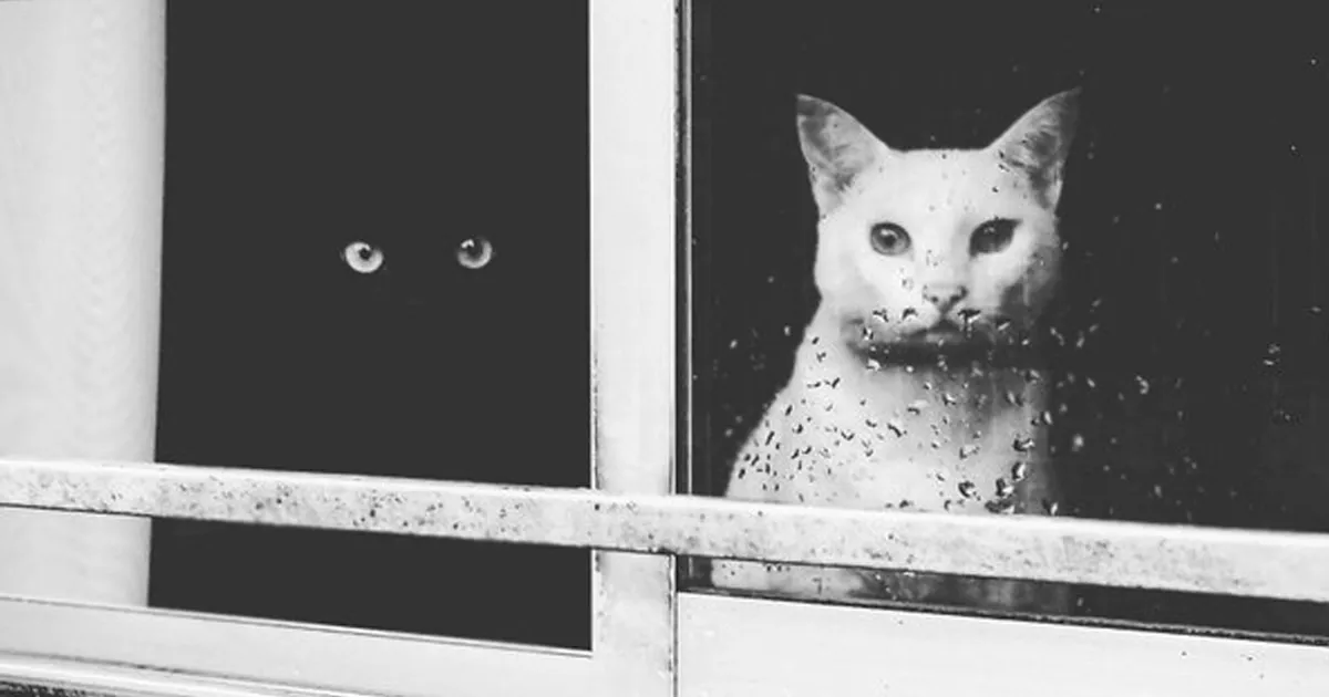 15 Gatos que se complementan perfectamente como el Yin y el Yang