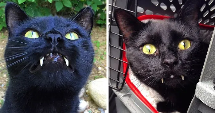 Woman Gets Surprised When Her Rescue Cat Turned Out to Be A "Vampire"