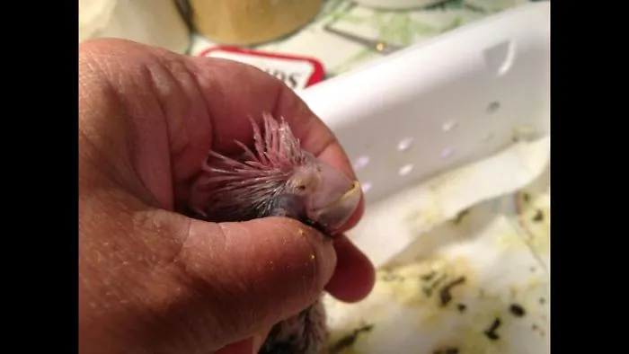 Say Hello To My Little Baby Bird Pinky
