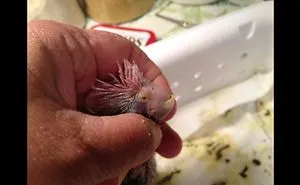 Say Hello To My Little Baby Bird Pinky