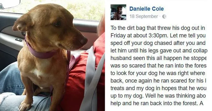 Honest Facebook Post To "Dirtbag" Who Dumped This Dog From The Truck Goes Viral