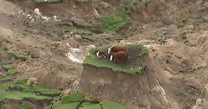 Three Cows  Trapped On 'Island' After Earthquake Strikes New Zealand