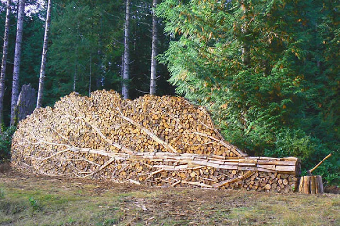 Fallen Tree