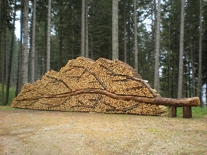 Fallen Tree