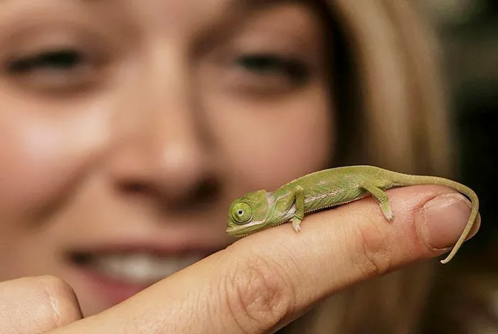 Newly Hatched Baby Chameleon