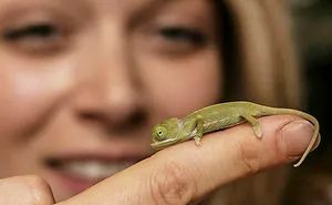115 Chameleon Babies That Will Make You Fall In Love With Lizards