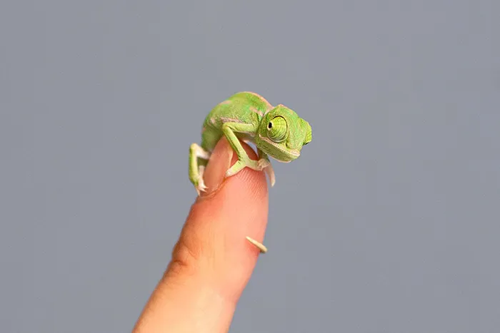 Newly Hatched Baby Chameleon