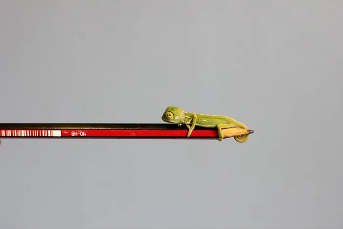 Newly Hatched Baby Chameleon On A Pencil Tip