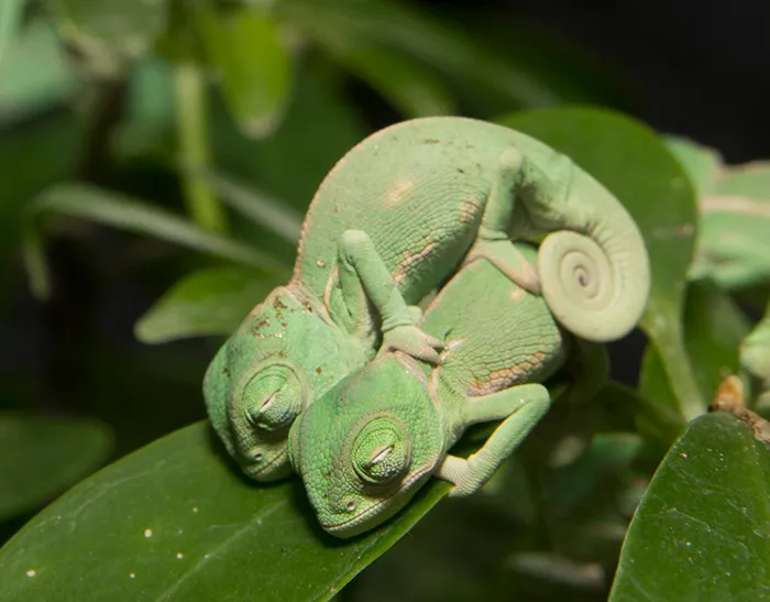 Cuteness Alert! Baby Veiled Chameleons