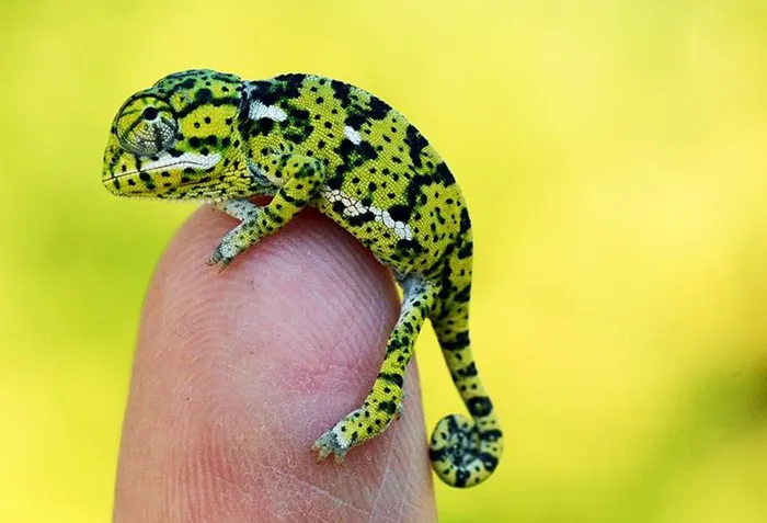 Newly Hatched Baby Flapneck Chameleon