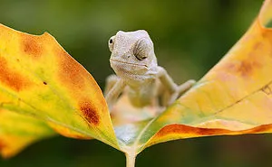 115 Chameleon Babies That Will Make You Fall In Love With Lizards