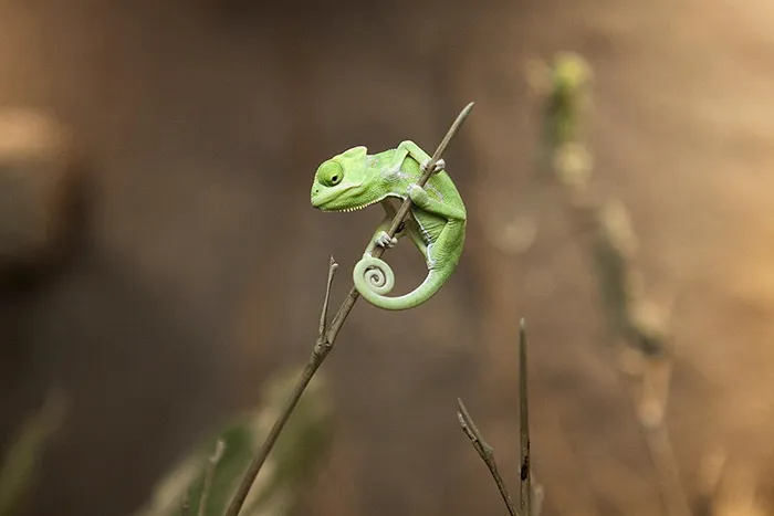 Little Charlie The Chameleon
