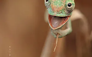 115 Chameleon Babies That Will Make You Fall In Love With Lizards
