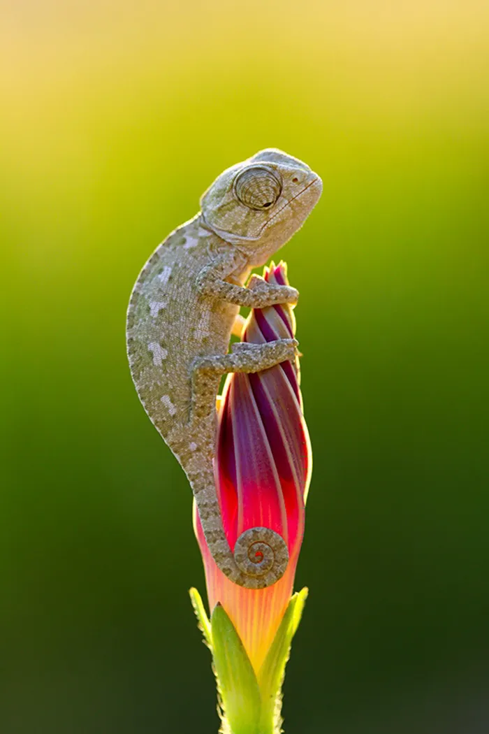 Lovely Mini-Dinosaur