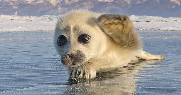 Photographer Spent 3 Years Trying To Get His First Shot Of Seals On Ice, Until He Met This Pup...