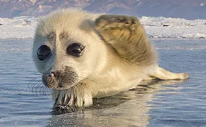 Photographer Spent 3 Years Trying To Get His First Shot Of Seals On Ice, Until He Met This Pup...