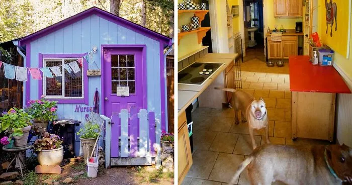 Shelter Builds Private Cottages For Dogs, Because Animals Shouldn't Live In Cages