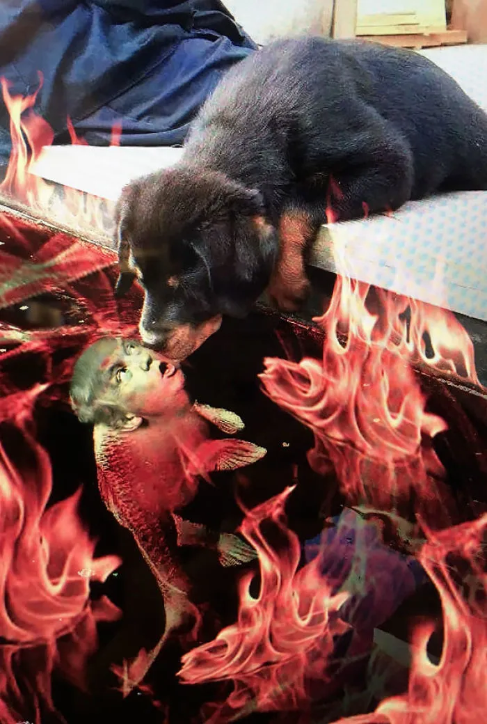 Compassionate Pup