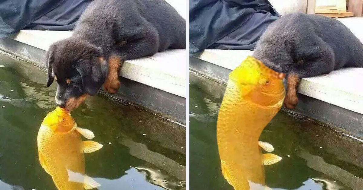 Este perrito besando a un pez inspira una divertida batalla de Photoshop